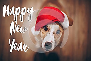 Happy new year text, seasonal greetings card sign. dog in santa