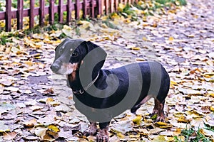 Happy old black-brown dachshund portrait. Dachshund breed, sausage dog, Dachshund on a walk in autumn yellow dried leaves