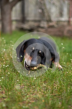 Happy old black-brown dachshund portrait. Dachshund breed, sausage dog, Dachshund on a walk