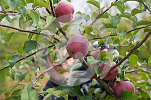 Happy old man gardener in black leather jacket and hat working in his garden, picks an apple from a tree