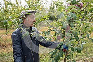 Happy old man gardener in black leather jacket and hat working in his garden, picks an apple from a tree