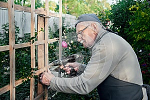 Happy old man repairs a wooden pergola for a climbing rose with an electric drill. Old farmer with a drill