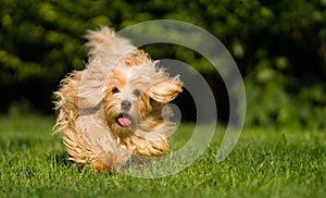 Happy orange havanese dog running towards camera in the grass