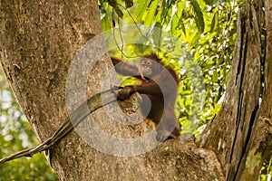 Happy Orangutan in Giant Tree,Closer View