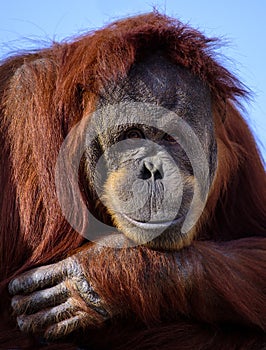 Happy Orangutan