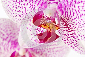 Happy orchid macro