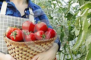 Happy organic farmer harvesting tomatoes in greenhouse. Farmers hands with freshly harvested tomatoes. Freshly harvested tomatoes