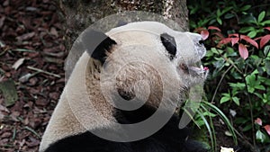 Happy Panda, Mei Lan aka Rou Rou