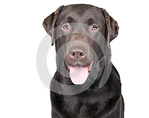 Happy Panting Chocolate Labrador