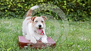 Happy panting dog puppy wagging tail on a suitcase in summer, pet travel, vacation or holiday