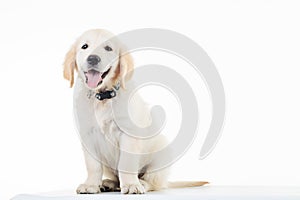 Happy panting golden labrador retriever puppy dog sitting