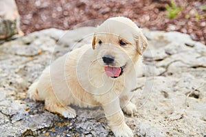 Happy and panting golden retriever puppy resting on large landscaping rocks