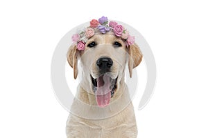 Happy panting labrador retriever puppy dog wearing a flowers headband