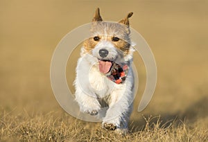 Happy panting pet dog puppy running, walking in the grass