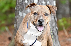 Happy panting Pitbull hound mix breed dog adoption rescue photo