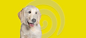 Happy Panting Puppy Golden Retriever dog looking away, four months old, isolated on yellow background