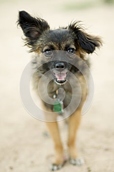 Happy papillion poddle mixed breed dog.