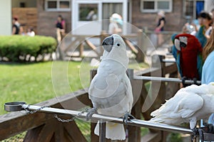 Happy parrot