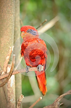 Happy parrot in Singapore Zoo