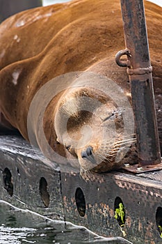 happy peacefull sealion sleeping on wooden dock