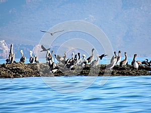 Happy Pelicans on small island