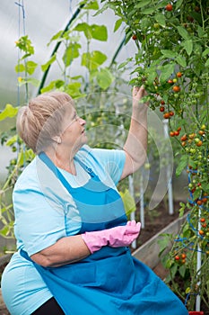 Happy pensioner woman wearing apron and gloves in greenhouse