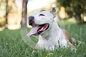 Happy pet dog on grass