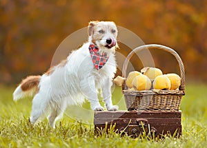 Happy pet dog licking mouth with thanksgiving autumn fall quince apples, healthy dog feeding