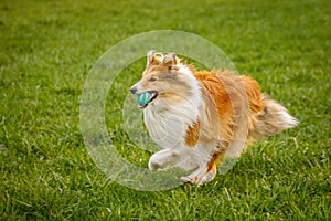 Happy pet dog playing with ball on green grass lawn.