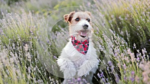 Happy pet dog puppy begging, panting and smiling in the lavender flower field