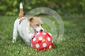 Happy pet dog puppy playing with a dotted ball