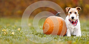 Happy pet dog puppy sitting with a pumpkin in autumn, halloween, thanksgiving or fall banner