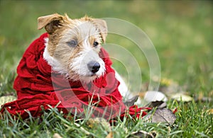 Happy pet dog wearing a red scarf - christmas card, winter concept