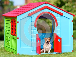 Happy pet sitting in colorful dog house (made from kid playground house)