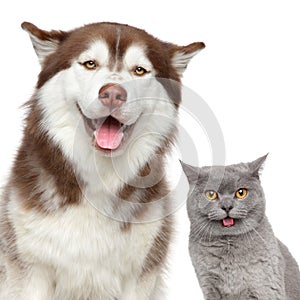 Happy pets. Husky dog and British cat