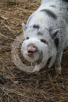 Happy pig