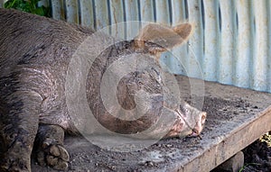 Happy pig, contented smiling muddy pig sleeping in pig house covered in mud after a muddy wallow