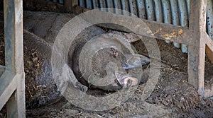 muddy pig sleeping in pig house covered in mud after a muddy wallow