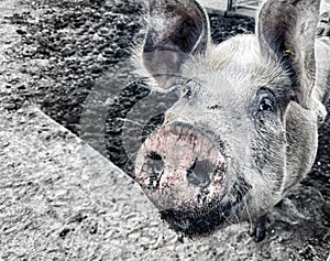 Selective focus. Happy pig with dirty snout poses for the camera