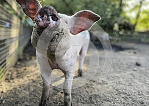 Selective focus. Happy pig with dirty snout poses for the camera