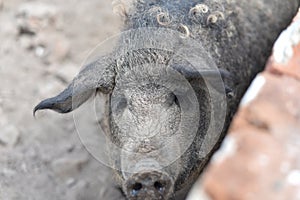 Happy pig rolling in mud. Mangalitsa - The Woolly Sheep-Pig, healthy environment and organic food production