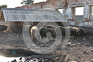 Happy pig rolling in mud.Mangalitsa The Woolly Sheep-Pig, healthy environment and organic food production