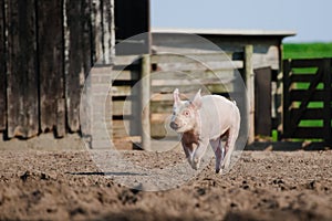 Happy pig running