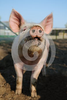 Happy pig snout