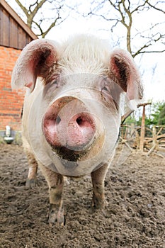 Happy pig snout photo