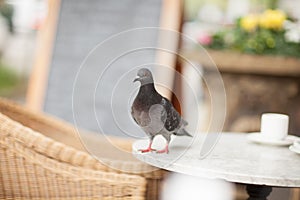 Happy pigeon eating a few crumbs, leftovers from the plate photo