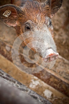 Happy piggy