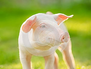 Happy piglet on the meadow. Young pig portrait