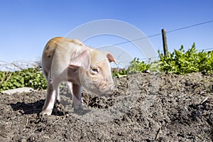 Happy piglet rooting up soil and mud with its little nose