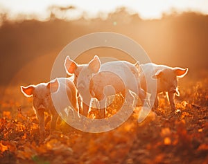 Happy piglets playing in leaves at sunset